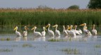 Danube Delta pelicans